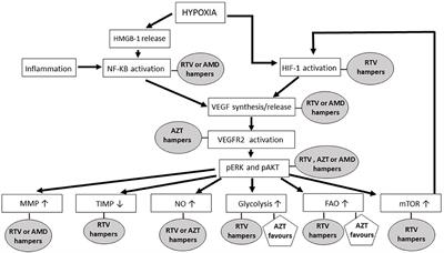 The Anti-Angiogenic Effects of Anti-Human Immunodeficiency Virus Drugs